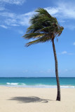 Lonesome Tree and Shadow, Condado Beach, San Juan, Puerto Rico.