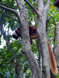 Red Lemur, Nosy Komba, Madagascar.