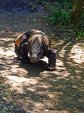 Adult Komodo Dragon, Komodo Island, Indonesia.