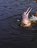 Pink Dolphin, Rio Negro, Manaus, Brasil.