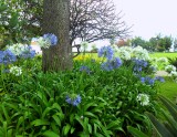 MIXED AGAPANTHUS IN PARK