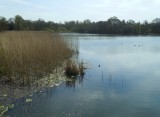 BURTON MILL POND