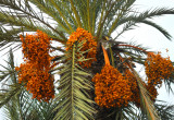 DATE PALM