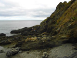 Wild Beachscape