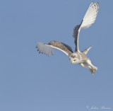 Harfang des neiges - Snowy Owl