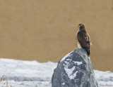 Buse  queue rousse - Red-tailed Hawk