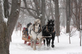 Flurrious_carriage_card_01.jpg