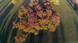 The_Olmsted_Oak_Delaware_Park.jpg