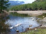 Ducks on a pond