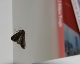 Visitor on my bookshelf