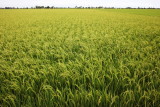 Golden rice field, Sekinchang