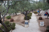 Garden of Gethsemane IMG_0243.JPG