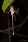 Dragonfly asleep