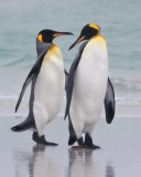 King Penguin pair together.tif