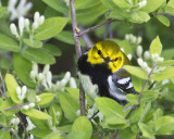 Black-throated Green in flowers.jpg