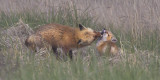 Fox mom cleans baby 2.jpg