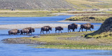 Bison crossing river.jpg