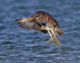 Osprey catches flounder.jpg