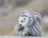 Snowy Owl on table fluffing.jpg