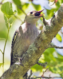 Red-bellied juvenile w berry.jpg