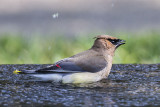 Cedar Waxwing bathing.jpg