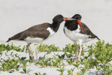 Oystercatcher juvenile preens mom 2.jpg