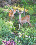 Fawn pair in garden.jpg