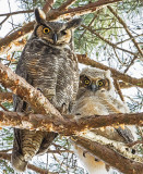 Great Horned Owl and Owlet.jpg
