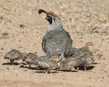 Gambels Quail with babies.jpg