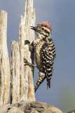 Gila Woodpecker.jpg