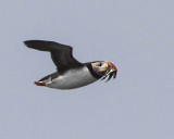 Puffin flies with fish 3.jpg