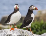 Puffin pair on rock.jpg