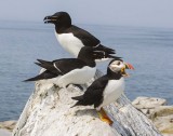 Razorbills and puffin on rock.jpg