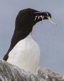 Razorbill profile with fish.jpg