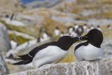 Razorbills kissing.jpg