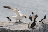 Gannet yells at murres.jpg