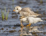 Piping Plover babies under wing.jpg