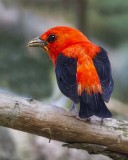 Scarlet Tanager.jpg