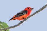 Scarlet Tanager singing.jpg