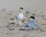 Least Tern baby gets fish.jpg