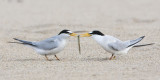 Least Terns exchange fish.jpg