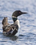 Loon flapping.jpg