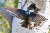 Tree swallow feeds baby.jpg