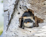 Tree swallow babies in hole.jpg