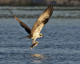 Osprey with flounder.jpg