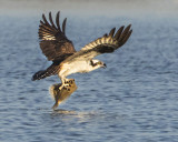 Osprey w flounder 3.jpg