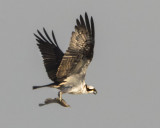 Osprey w flounder 4.jpg