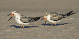 Juvenile Black Skimmers at Sandy Pt.jpg