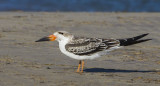 Juvenile Black Skimmer at Sandy Point.jpg
