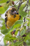 Juvenile Baltimore Oriole eating mulberry.jpg